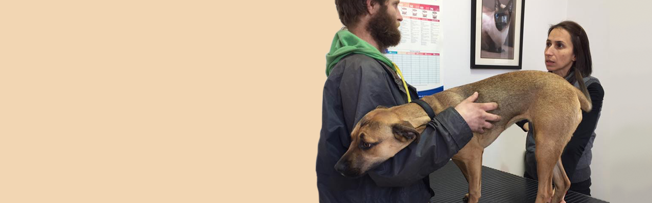 Pets of the Homeless Australia: Winter Appeal